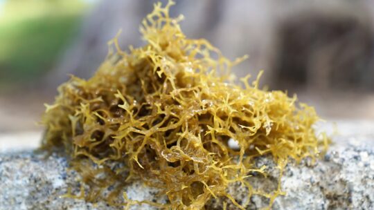 Coltivare le alghe commestibili, immagine di repertorio: fonte foto Pixabay
