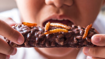 Insetti commestibili nella dieta dei bambini, fonte foto Bigstock